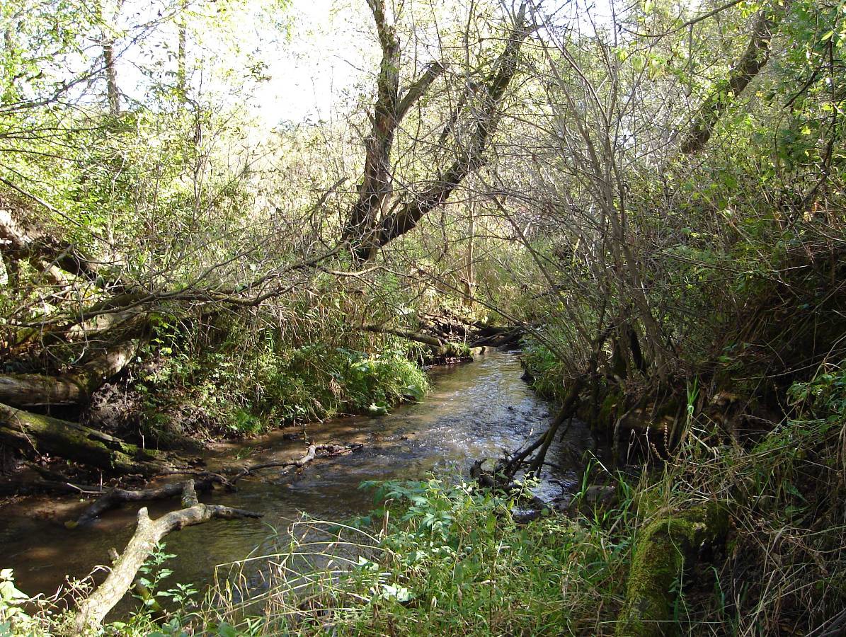 Hardies Creek, Lower Black River Watershed (BR01)