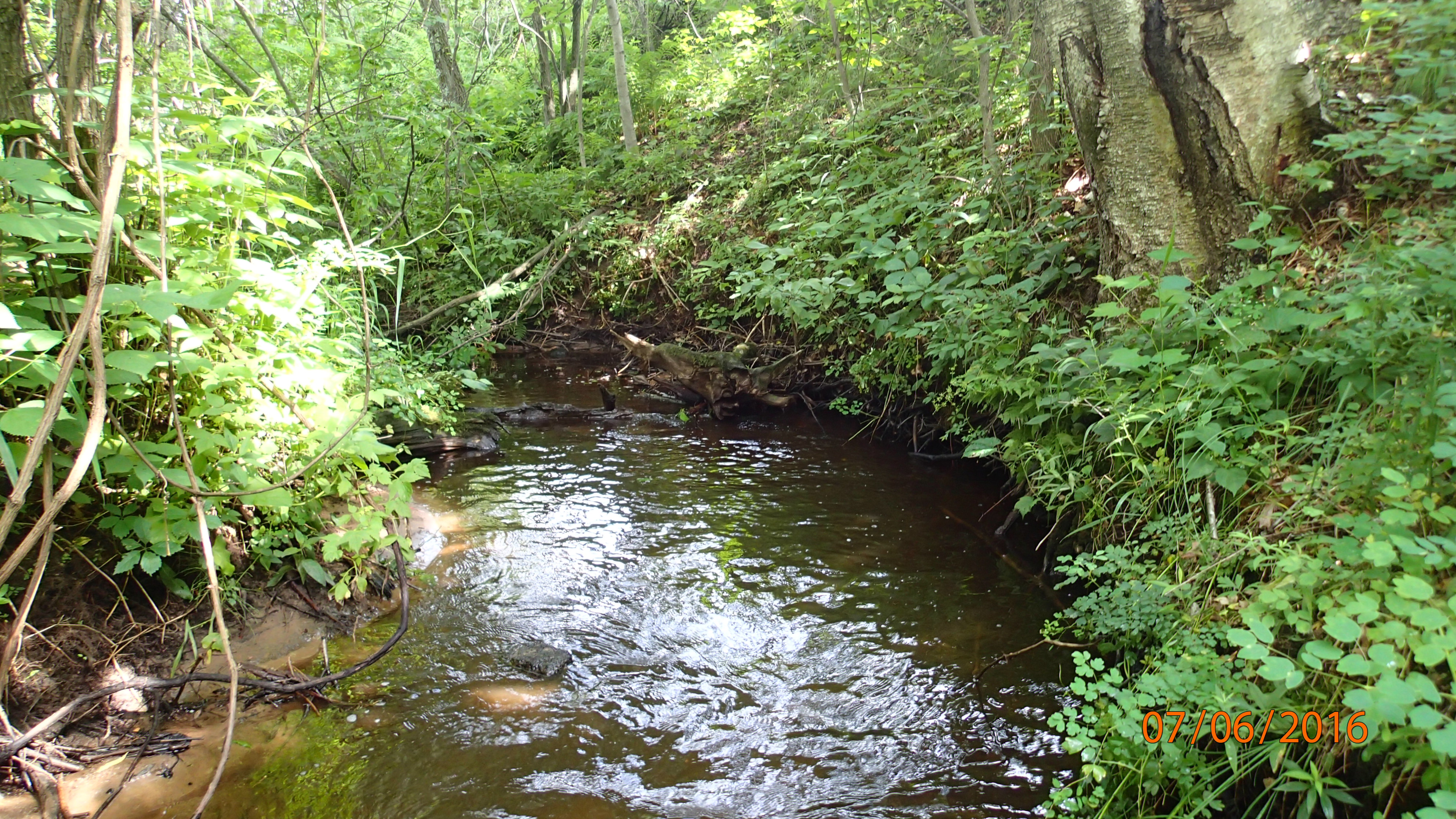Alcohol Creek, West Branch Wolf River Watershed (WR17)
