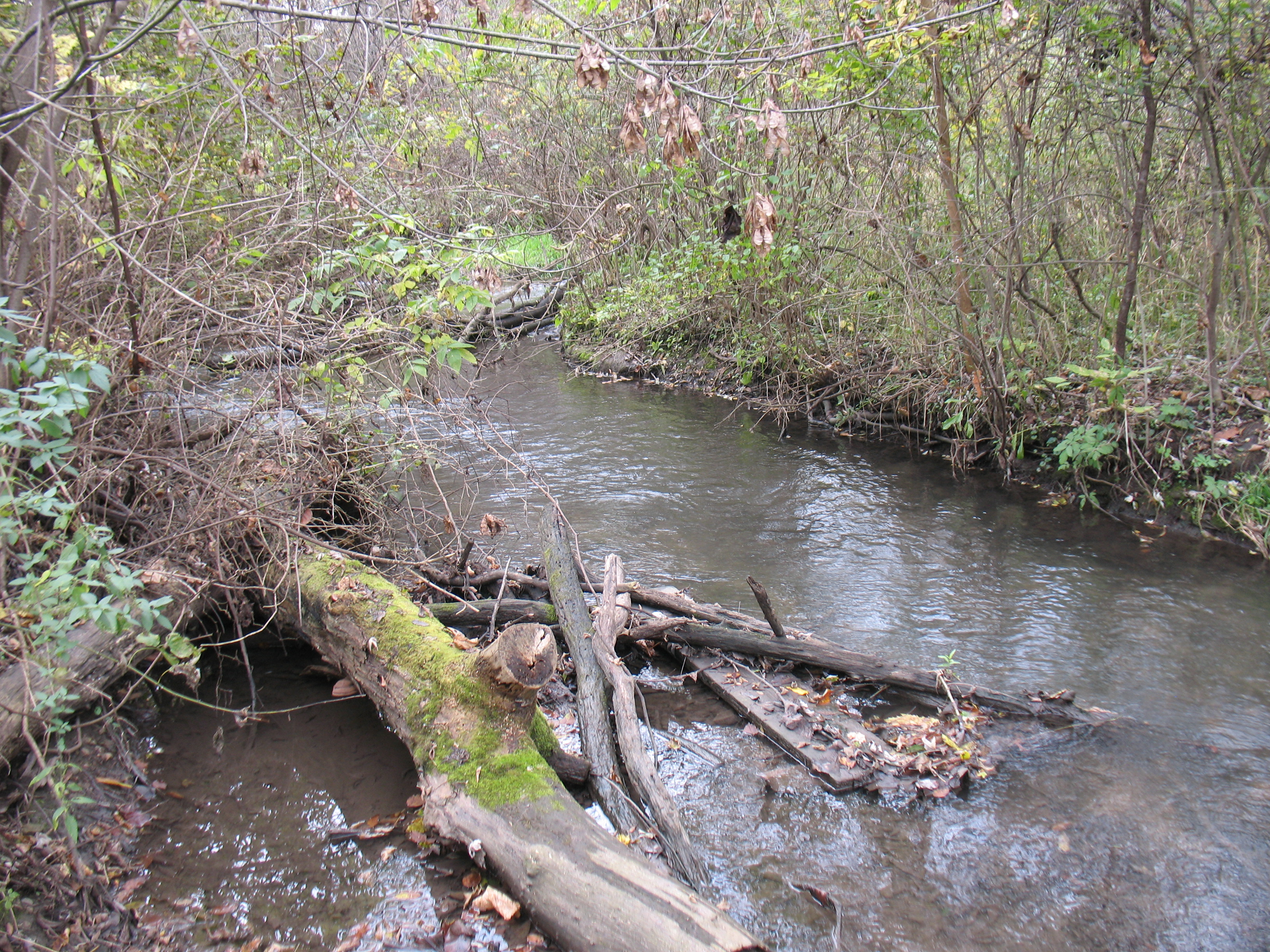 Markham Creek, Bass Creek Watershed (LR03)