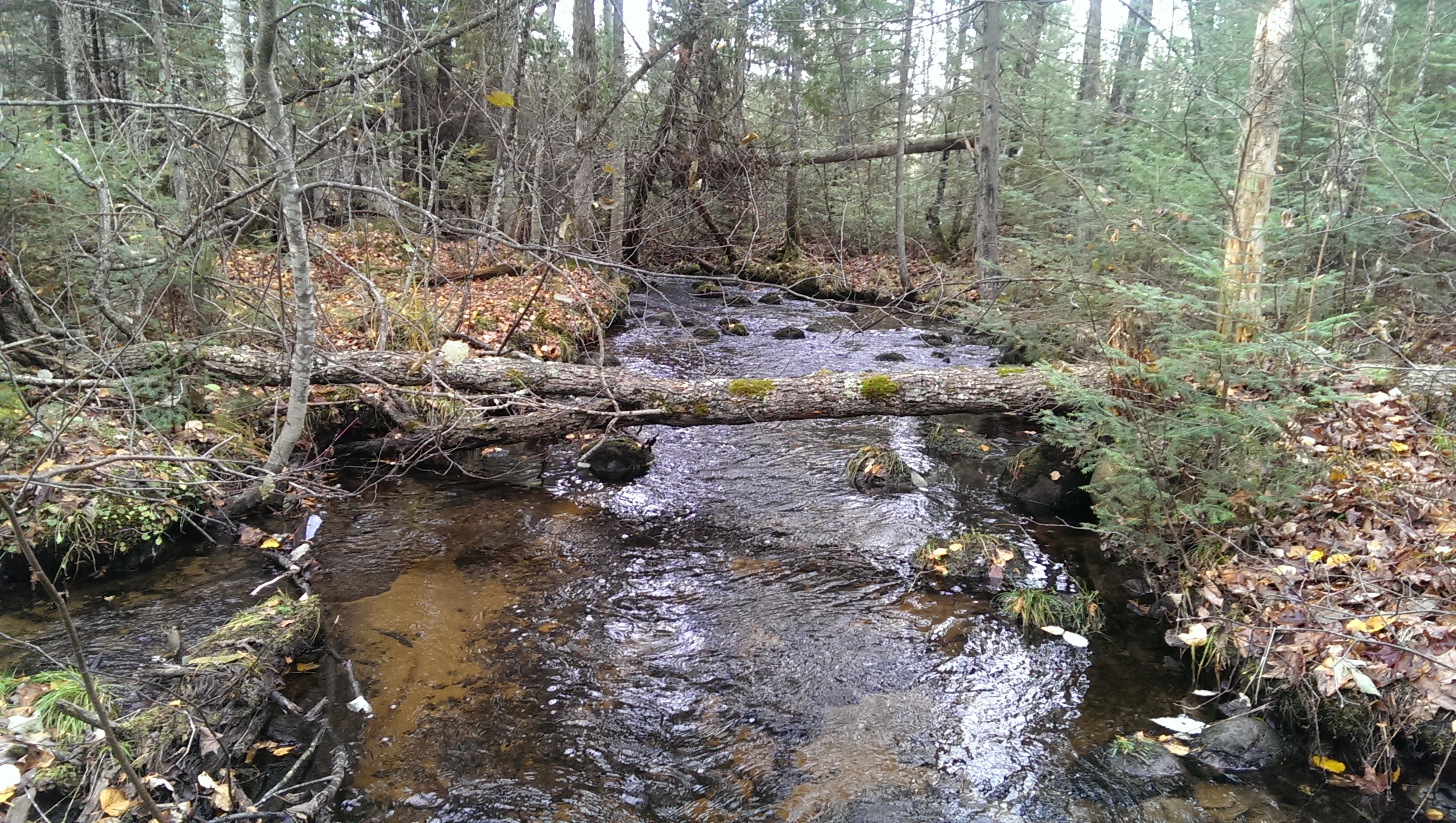 Hollister Creek, Wolf River - Langlade and Evergreen Rive Watershed (WR18)