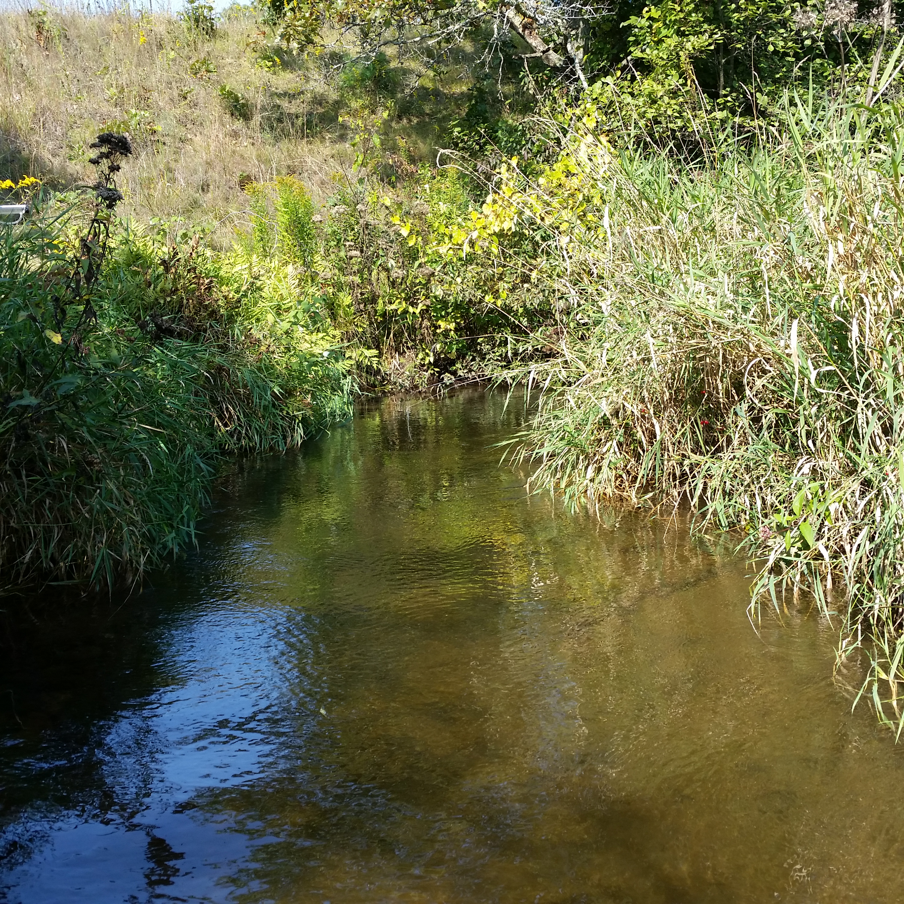 Wedde Creek, Mecan River Watershed (UF09)