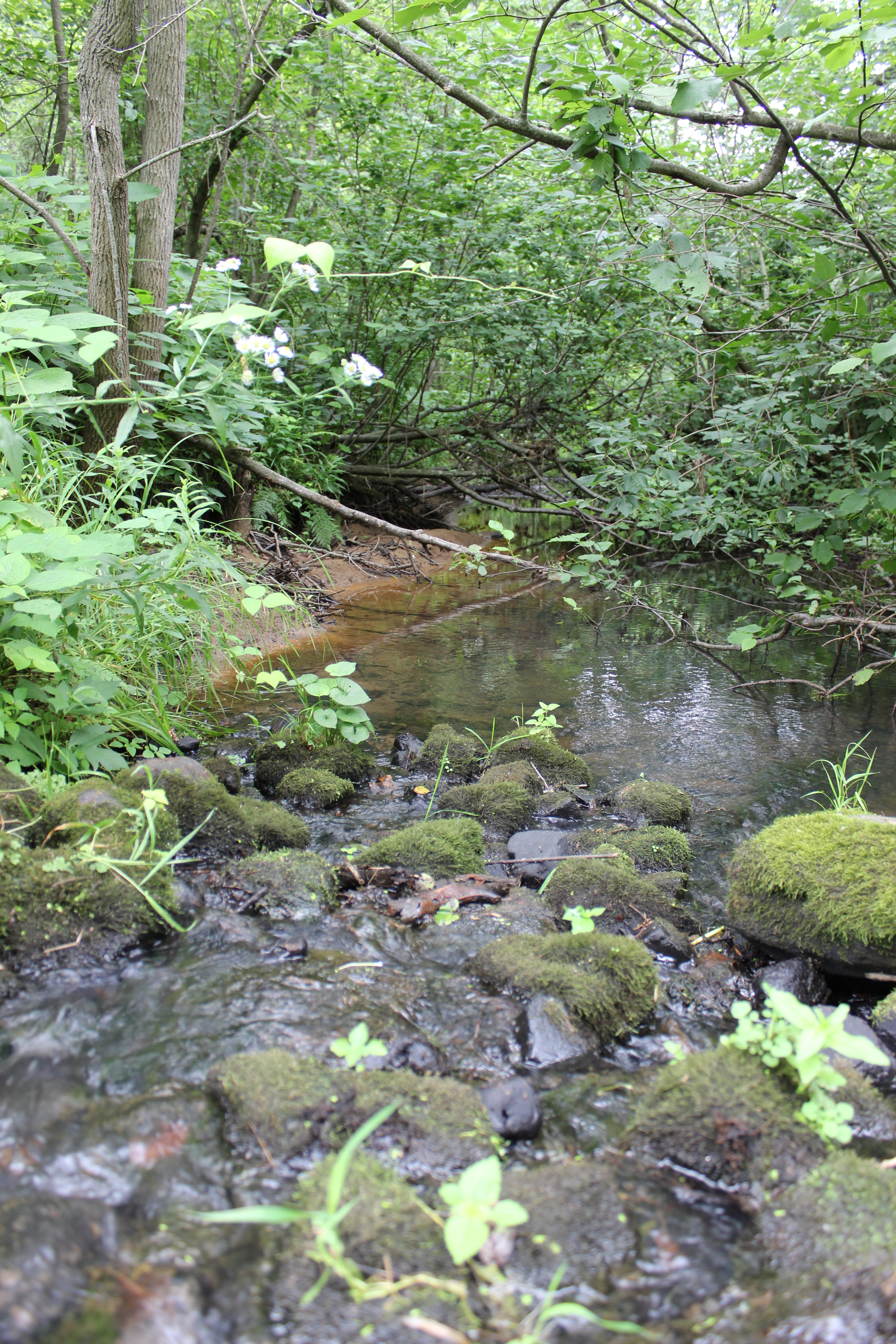 Engle Creek, Yellow River Watershed (LC09)