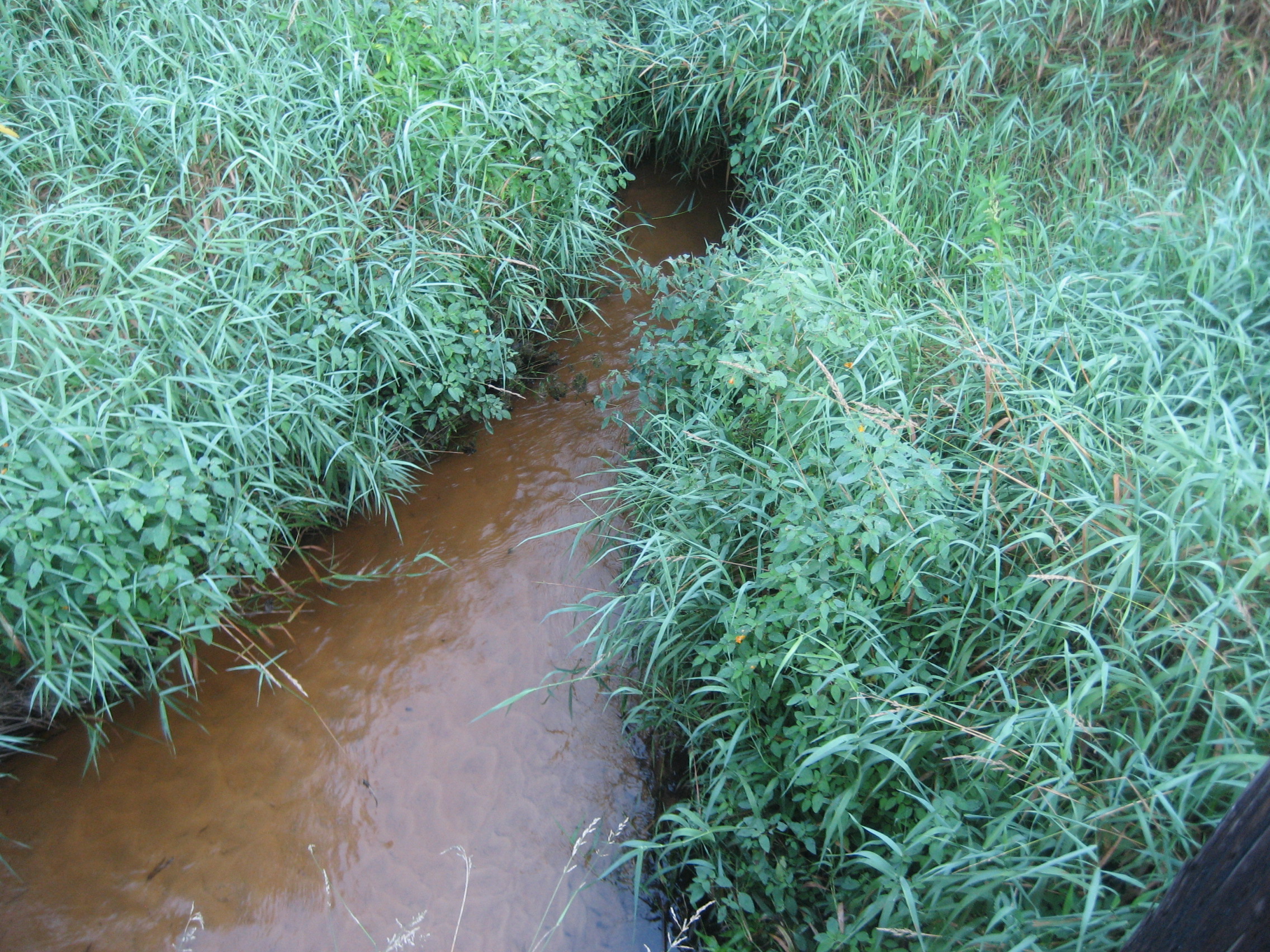 Cisna Creek, Halls Creek Watershed (BR06)