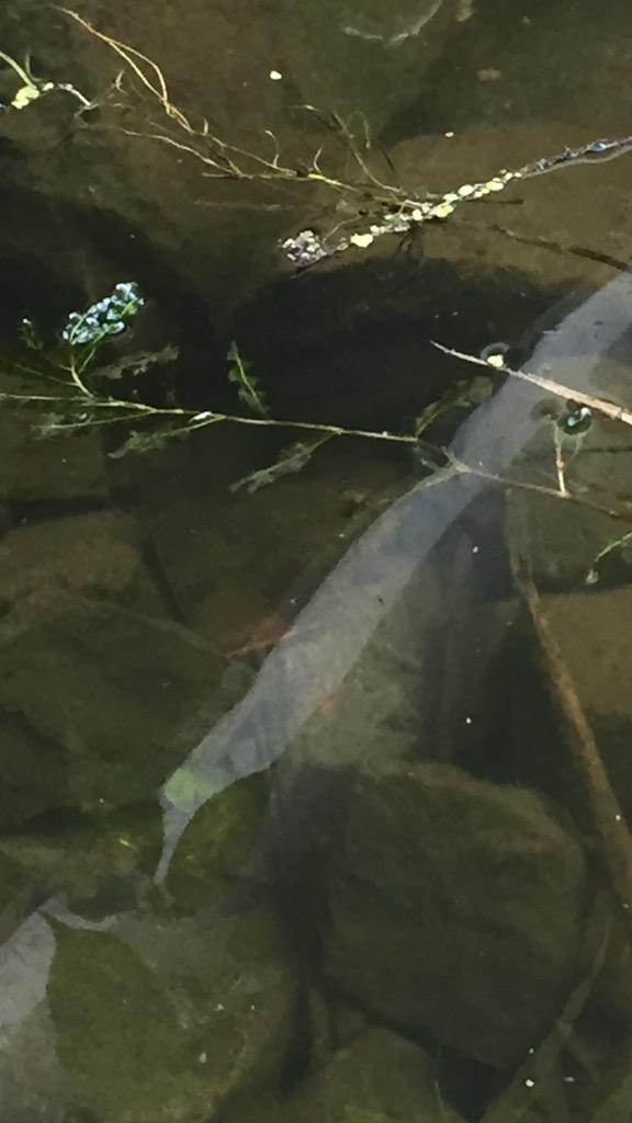 Wood Lake, Wood River Watershed (SC11)
