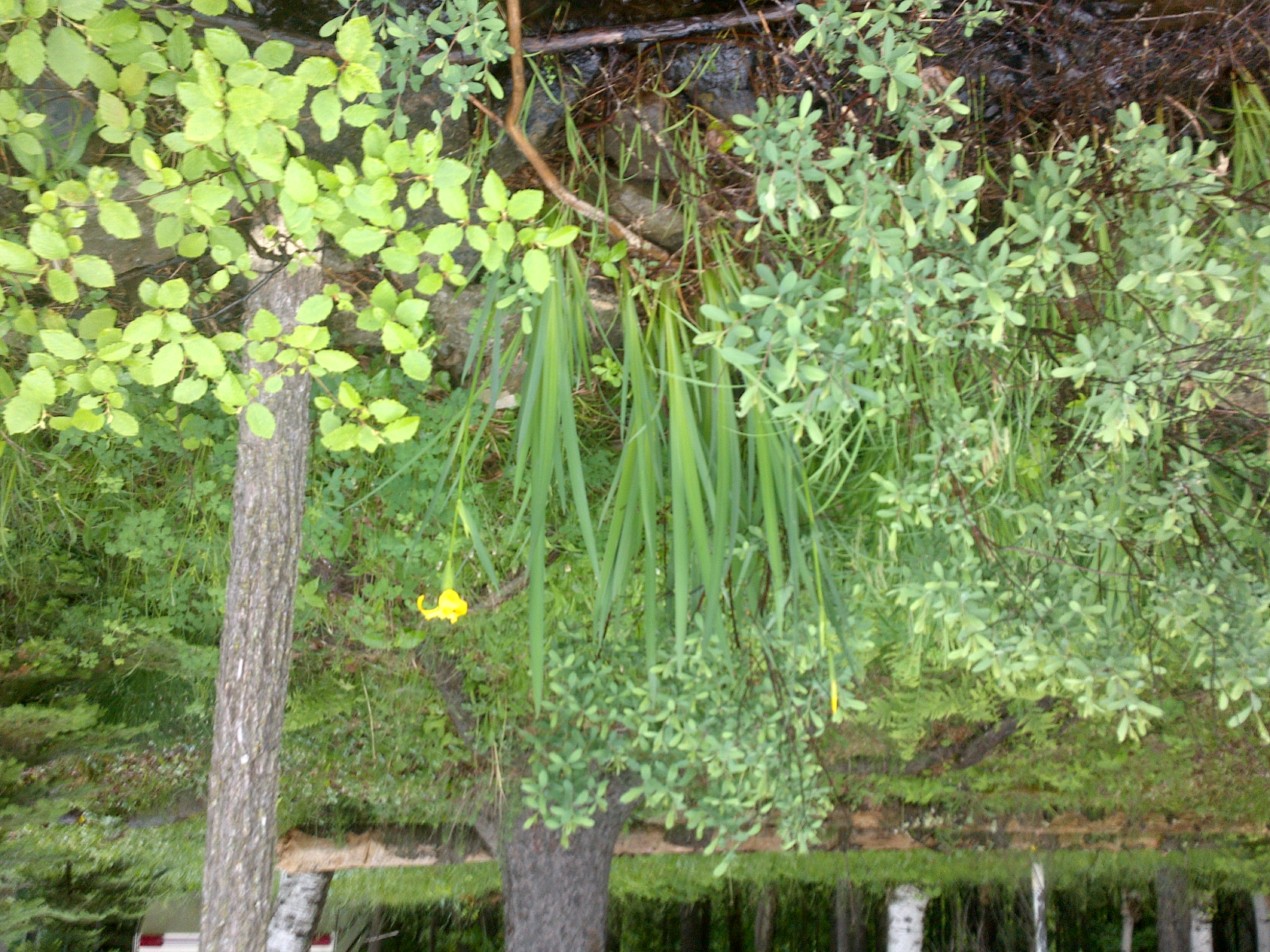 Crab Lake, Presque Isle River Watershed (LS16)