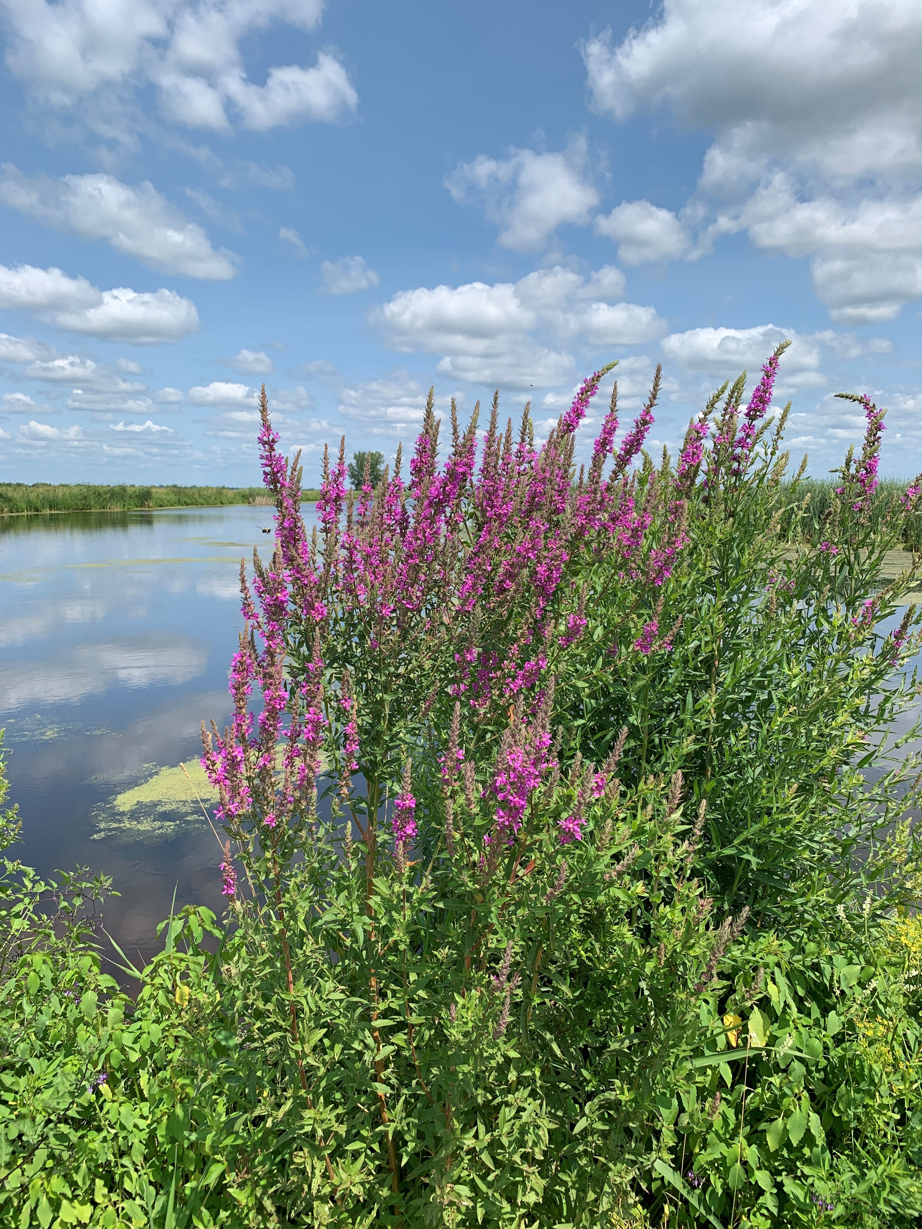 Rock River, West Branch, Upper Rock River Watershed (UR12)