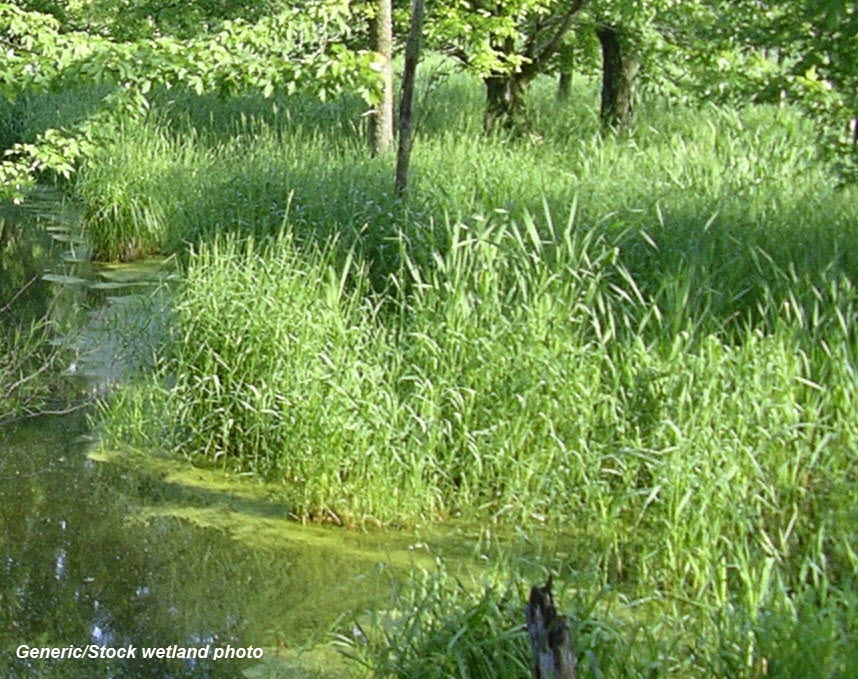 Shadick Spring, Upper Eau Claire River Watershed (CW22)