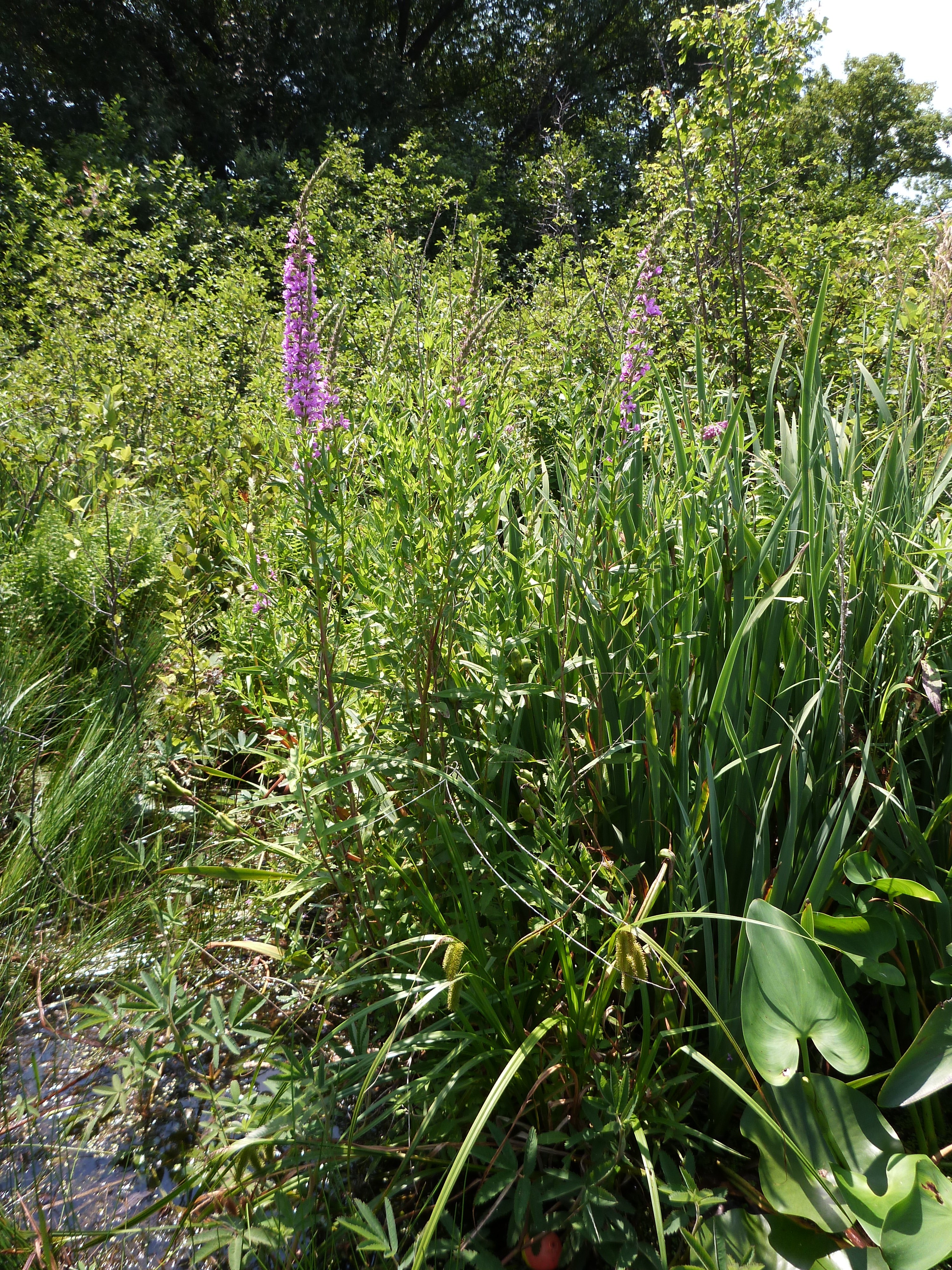 Twin Lake, North, Upper Apple River Watershed (SC06)