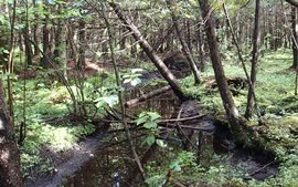 Little Peshtigo River Watershed