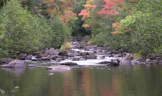 Tyler Forks Watershed