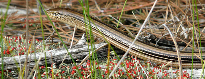 SlenderGlassLizard2June2010.jpg