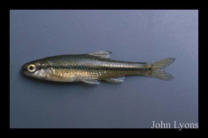 1900_lyons_Fish_ID.jpg