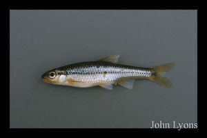 Ozark Minnow (Notropis nubilus)