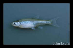 2047_lyons_Fish_ID.jpg