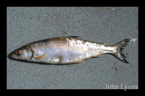 2797_lyons_Fish_ID.jpg