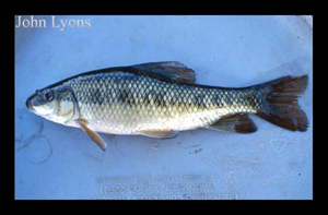 3007_lyons_Fish_ID.jpg