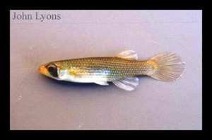 Starhead Topminnow (Fundulus dispar)