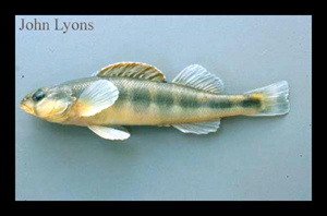 3559_lyons_Fish_ID.jpg