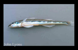 3623_lyons_Fish_ID.jpg