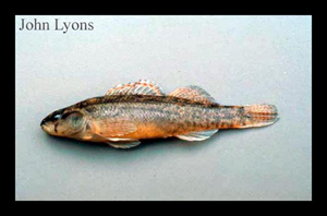 3742_lyons_Fish_ID.jpg