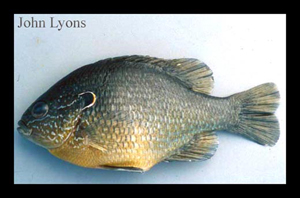 3955_lyons_Fish_ID.jpg