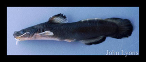 493_lyons_Fish_ID.jpg