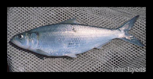 90063_lyons_Fish_ID.jpg