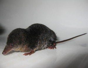 Am_H20_Shrew_Stephens01.jpg