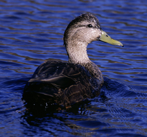 American_Black_Duck_2.jpg