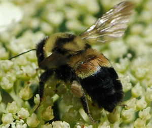 Bumble Bee Brigade tracks Wisconsin species one photo at a time