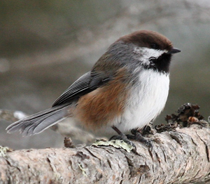 BorealChickadee_8077_RBrady.jpg