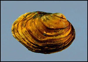 Bullhead_mussel_INHS.jpg