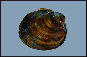Ebonyshell_mussel_INHS.jpg