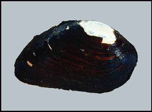 Elephant_ear_mussel_INHS.jpg