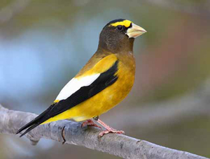 EveningGrosbeak_RBrady_4509small.jpg