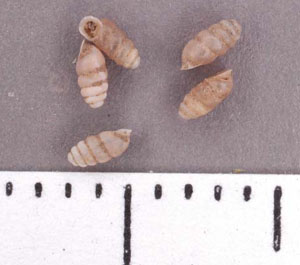 Gastrocopta_procera.jpg