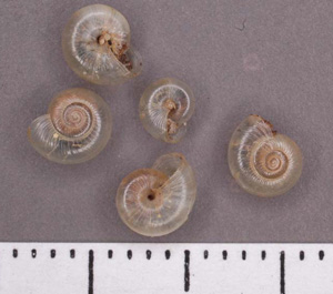 Glyphyalinia_rhoadsi.jpg