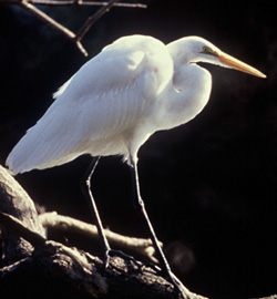 Great Egret Identification, All About Birds, Cornell Lab of Ornithology