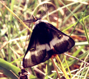 Hemileuca2.jpg