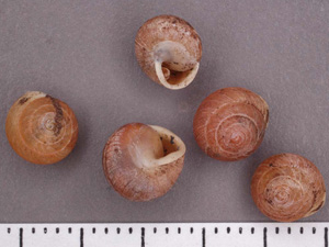 Hendersonia_occulta.jpg