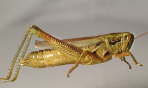 Hesperotettix_pratensis.jpg