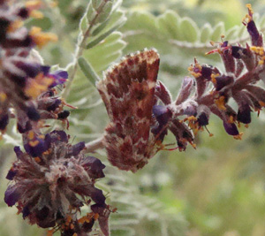 Lead_Plant_Moth_TAB18_070312_1.jpg