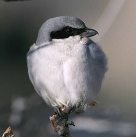 Loggerhead_Shrike_2.jpg