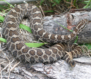 Massasauga_007.jpg