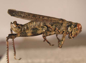 Melanoplus-punctulatus.jpg