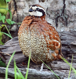NorthernBobwhite_1452_RBrady.jpg