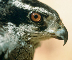 Northern_Goshawk_3.jpg