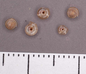 Paravitrea_multidentata.jpg