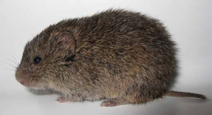 Prairie_Vole_Stephens02.jpg