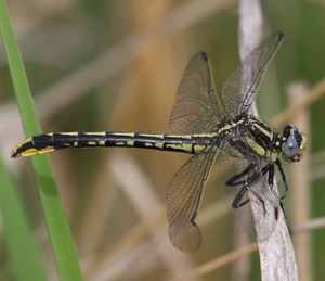 PronghornClubtail1.jpg